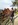 Horseback riding in israel
